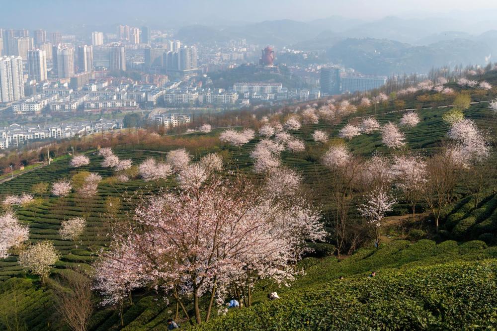 樱花,象山公园,茶园,湄潭,航拍,茶山