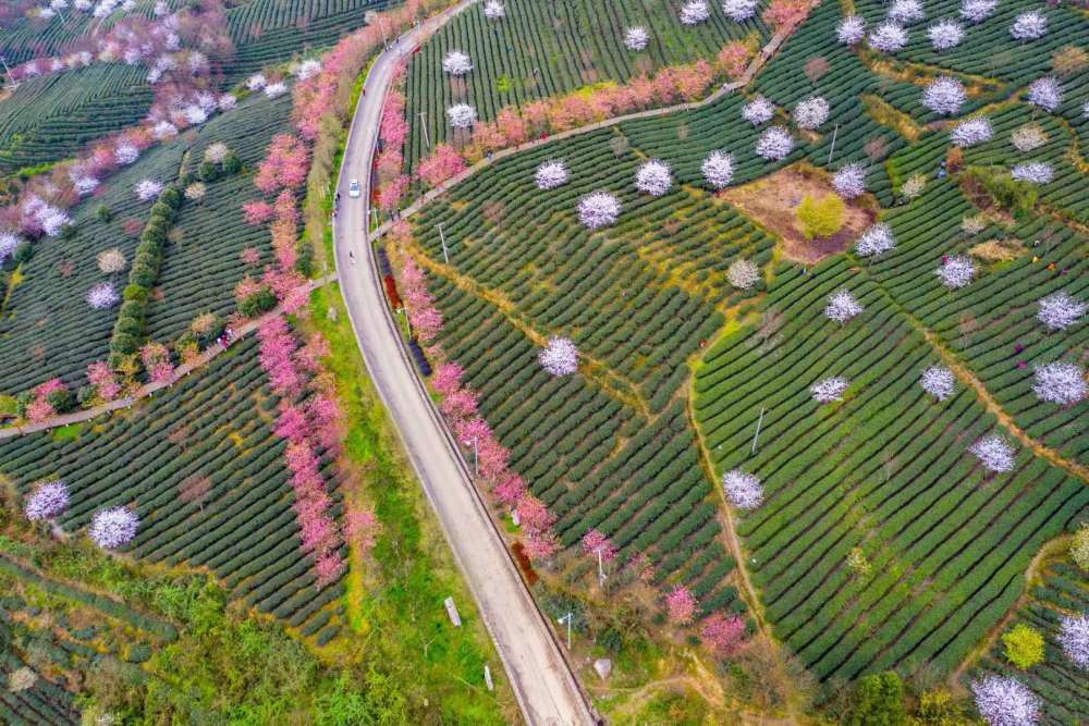 樱花,象山公园,茶园,湄潭,航拍,茶山