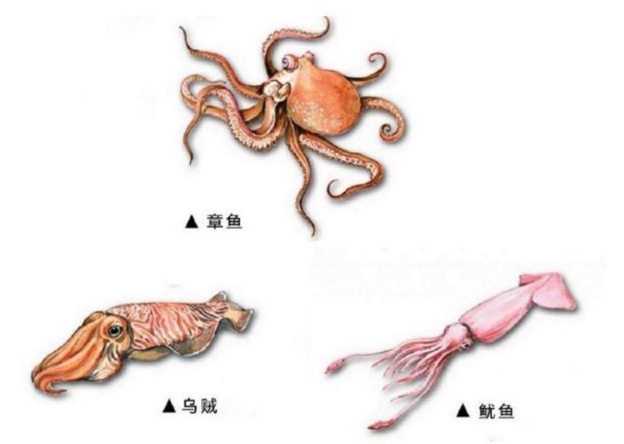能轻松分辨章鱼,墨鱼和鱿鱼,才算是一个"有礼貌"的吃货