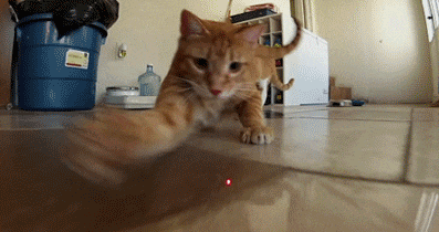 你是一只猫,不是蛇,不是蛇啊