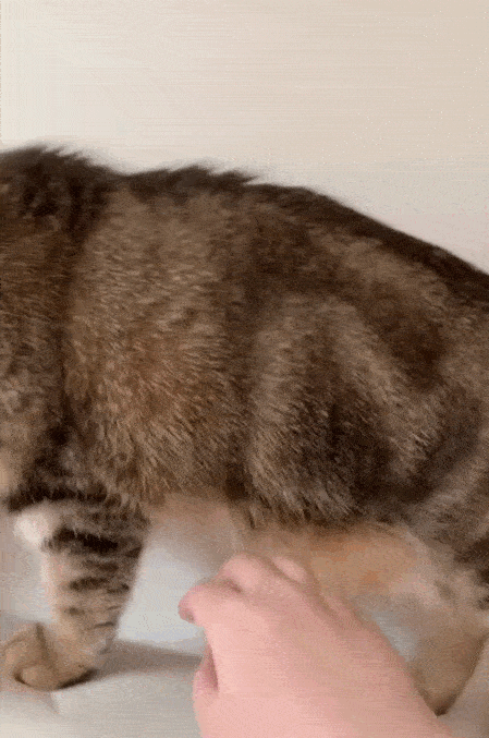 猫咪的小肚腩原来还有这样的作用,网友