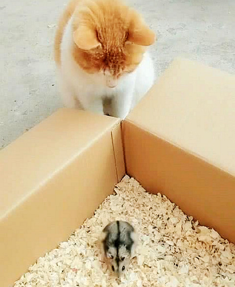 猫咪,天敌