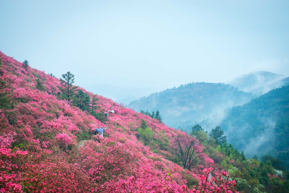 木兰云雾山,杜鹃花,杜鹃花海,黄陂区,海洋,武汉