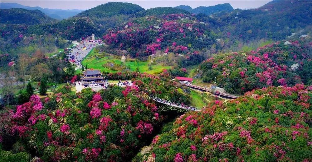 毕节百里杜鹃已花开成海