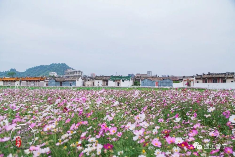 美丽普宁行——大南山什石洋红色村花海