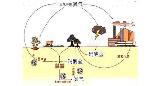 08(体积分数,经过固氮微生物或者雨,雷电的作用固化为含氮化合物,落