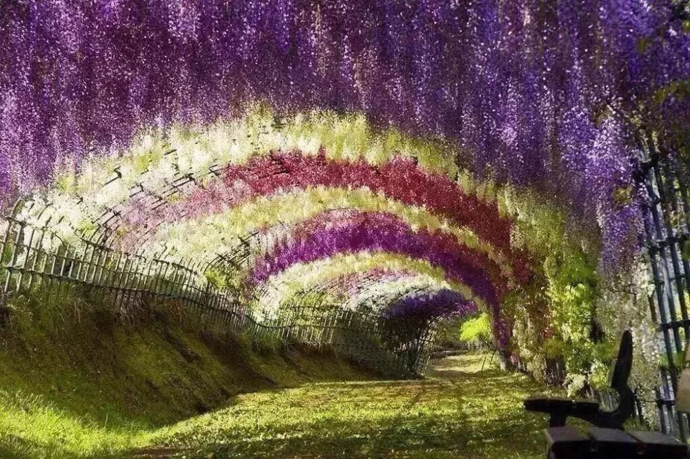 莫干山花花世界 百万紫藤挂满莫干山花花世界!