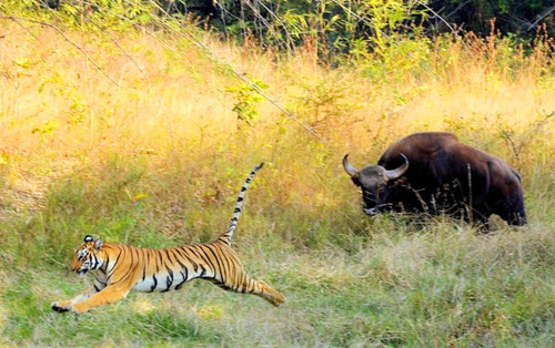 印度野牛主动攻击老虎,场面一度僵持,老虎的反映让人笑喷