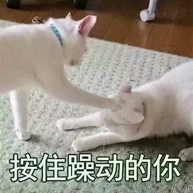 猫猫系列·表情包:能不能像我一样稳重点儿