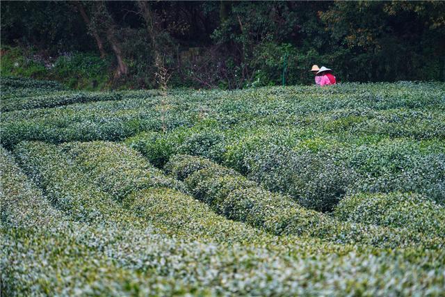 西湖龙井,采茶