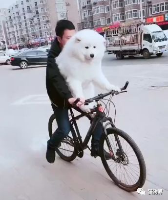 铲屎官骑自行车载狗 狗狗的小脚脚无处安放 狗 妈耶 小心爆胎 看点快报