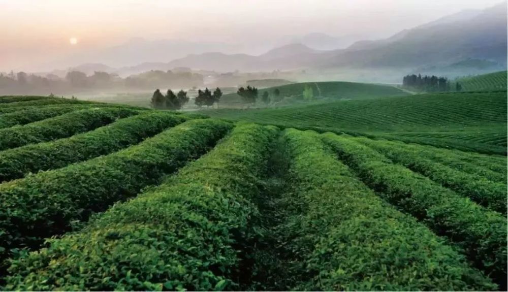 茶园婚纱基地_茶园基地图片