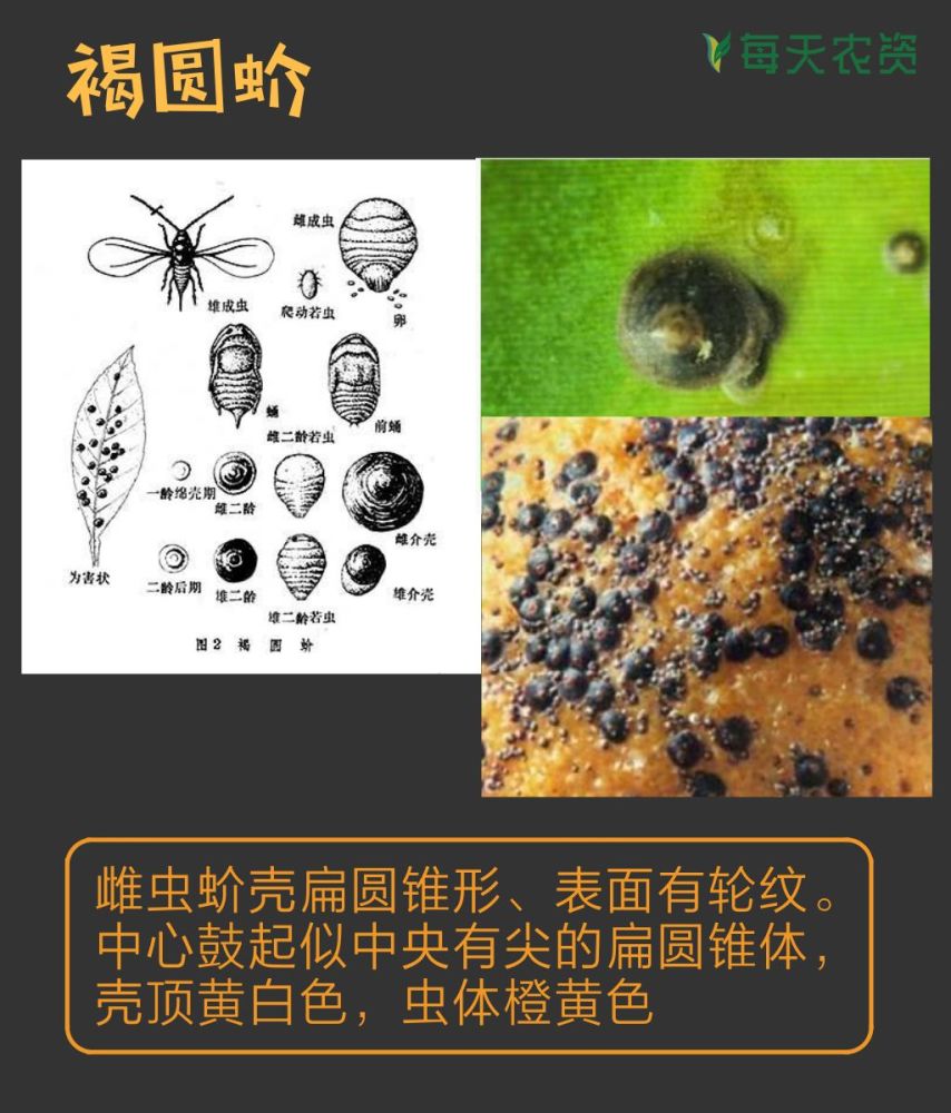 桃,果树蚜虫及蚧壳虫种类介绍和防治方法