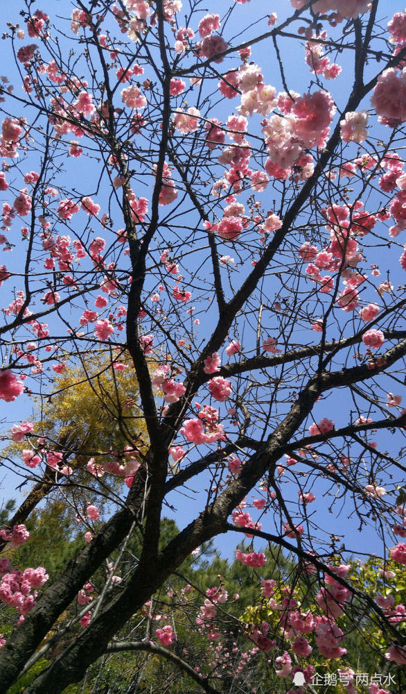 鸟语花香春意满枝头