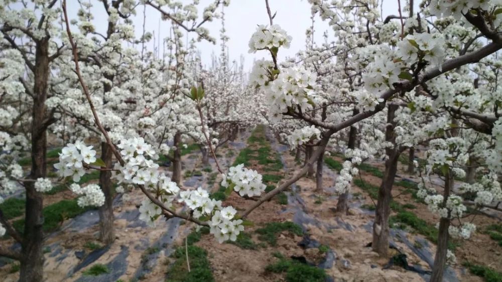 现已开发出春季万亩梨花赏花摄影游,夏季万亩马铃薯观花游