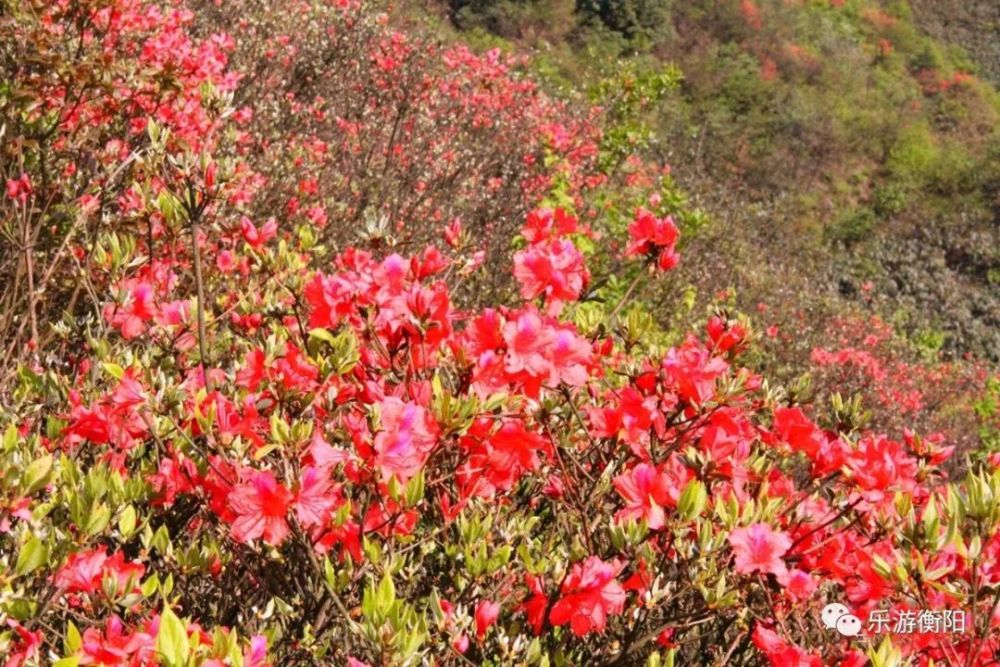 常宁市,杜鹃花