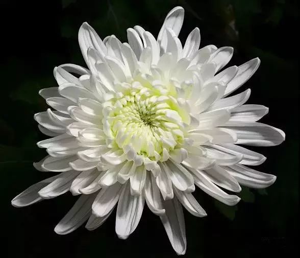 今日清明,100朵白菊花送给逝去的亲人,让他们不再孤冷