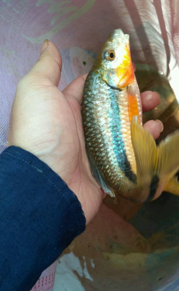 事实上,这种山花鱼在因为肉质丰腴鲜美,在一些高级酒楼要卖到100多远