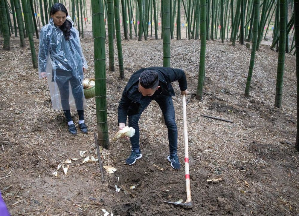 好玩的挖笋体验,预定火爆的"全笋宴"……还不来春笋盛会玩一玩