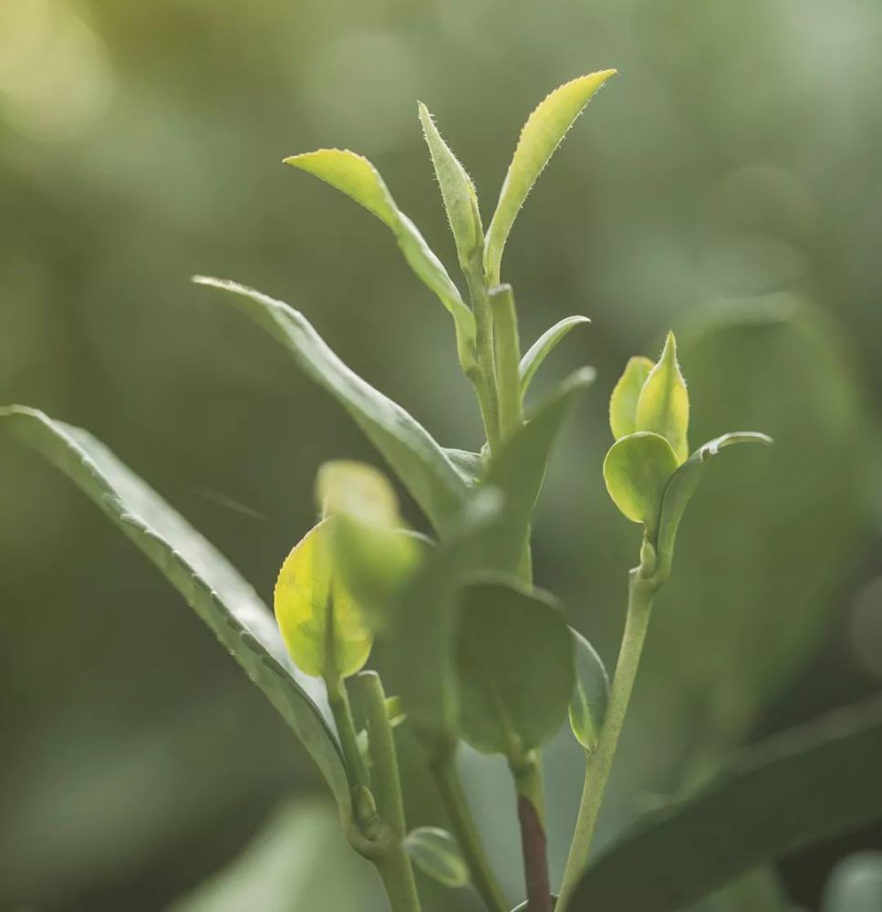 西湖龙井茶未解之谜十:明前茶和雨前茶的具体区别!标准答案告诉你!