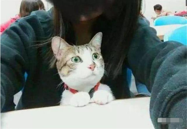 今天小编给大家带来的文章就是:这只猫成精了,主人带去上课,竟然听的