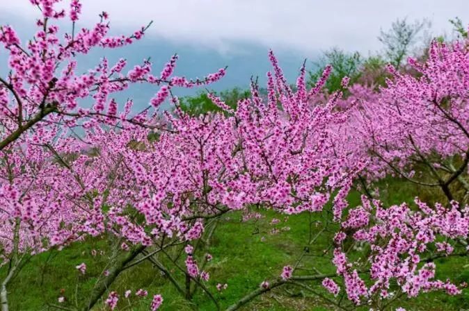 威宁龙场桃花林 岑巩客楼镇桃花园