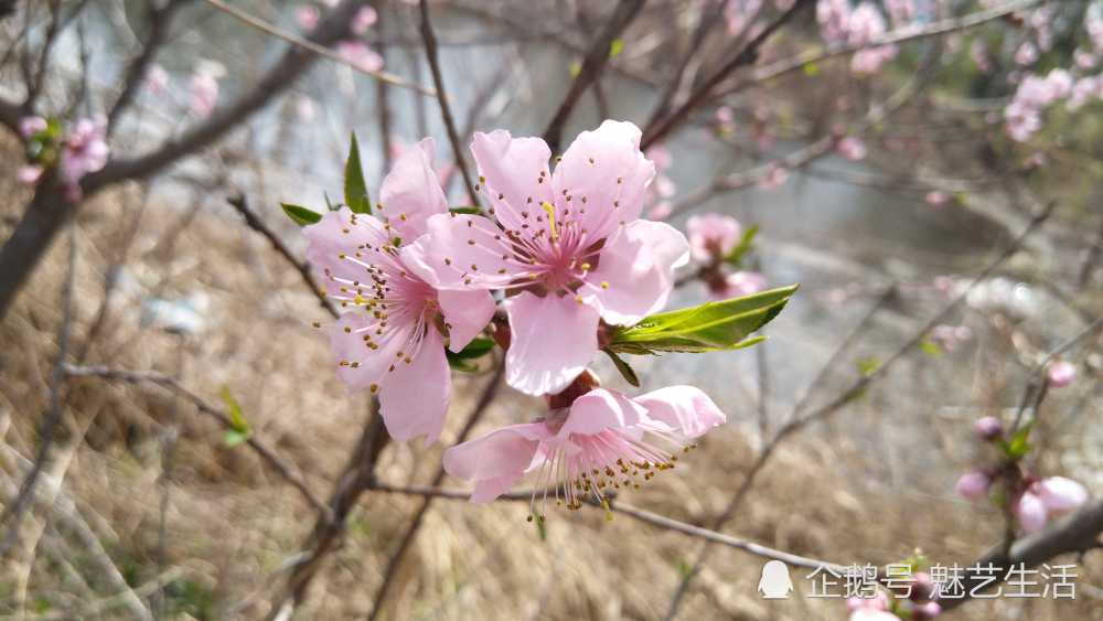 路遇桃花开,小歇一会欣赏一下春天的颜色