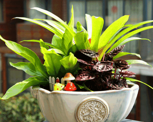 壁纸 花 盆景 盆栽 植物 桌面 640_512 gif 动态图 动图