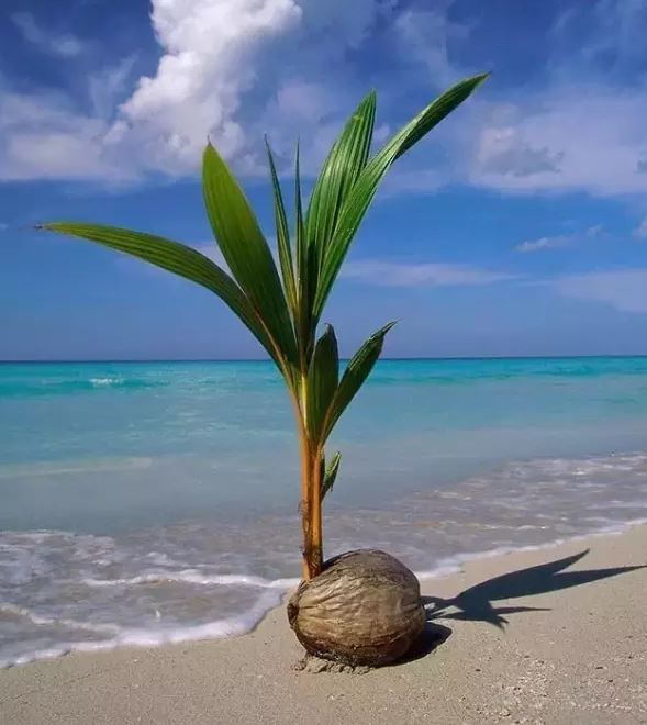 椰子的奇幻漂流:靠海水传播种子 落地生根长出椰苗