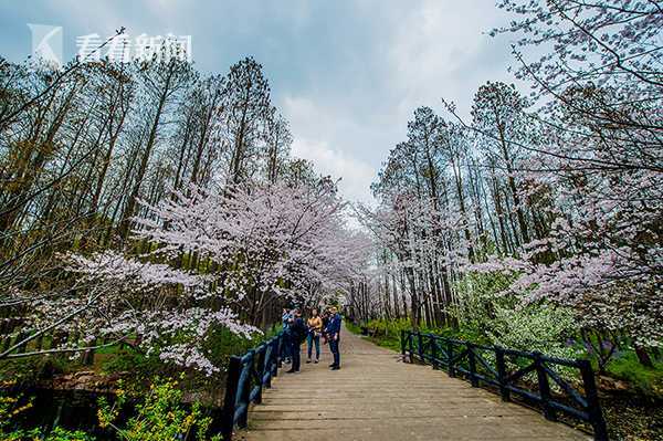 浦江森林公园游玩攻略，浦江森林公园游玩攻略一日游