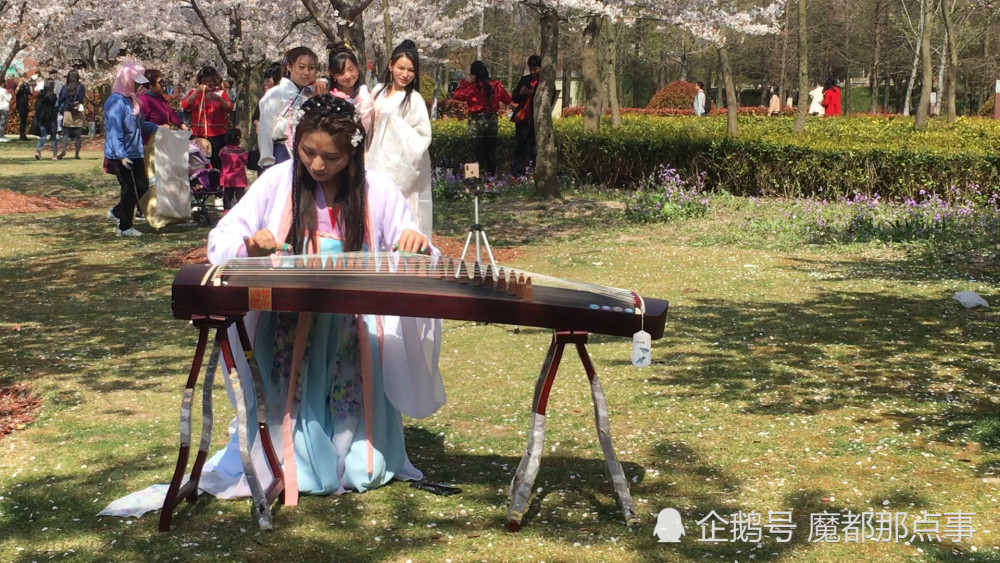 汉服少女樱花树下弹古筝,老外摄影师抢拍忙