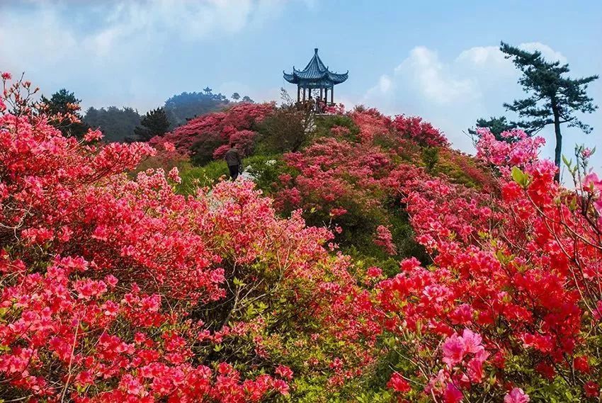 清明时节,漫山遍野映山红