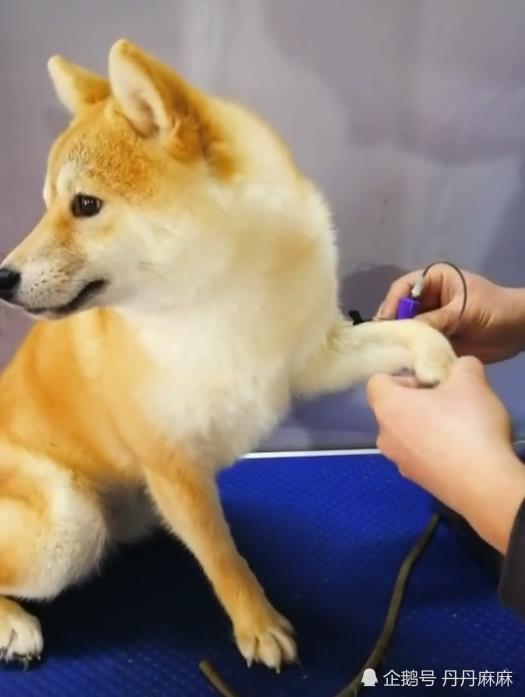 医生要给柴犬抽血,狗狗竟主动伸出手配合他,主人看了无地自容!