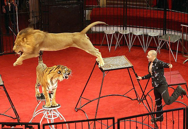 乌克兰马戏团表演,驯兽师被狮子