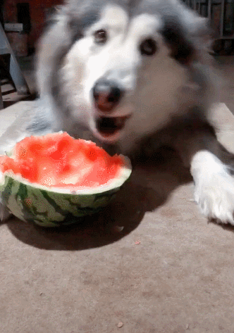 狗狗护食凶完主人又开始撩人,主人一下子气消了