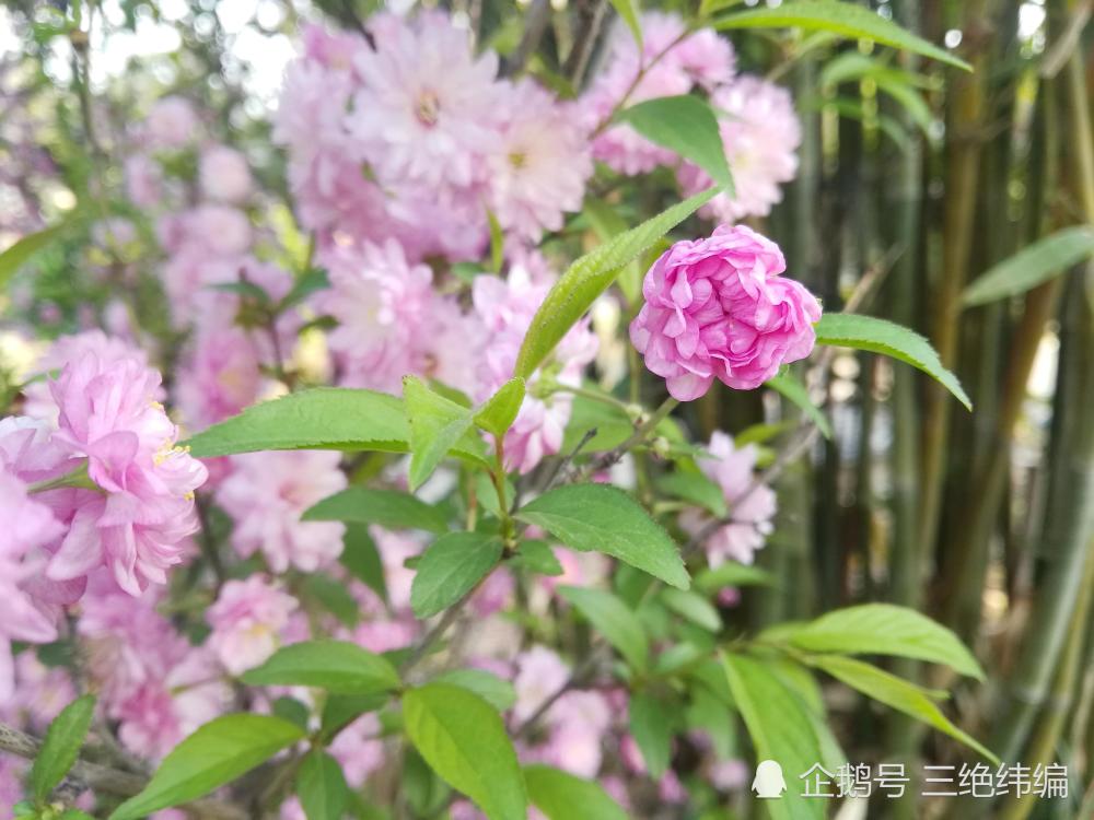 粉花重瓣麦李,很好看的一组花