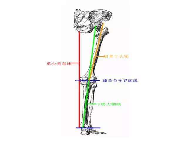 下肢生理力线特点