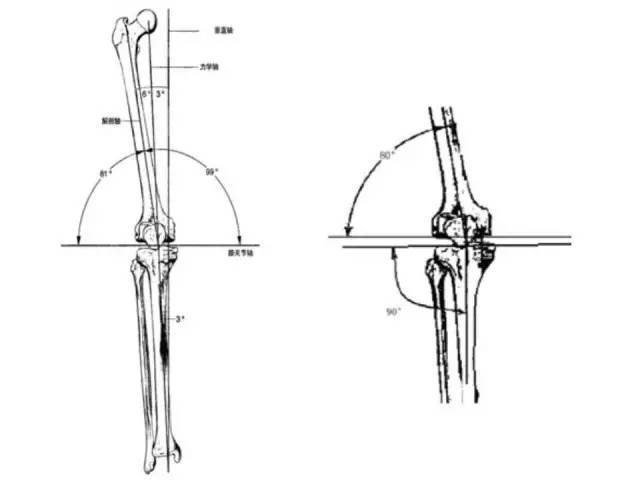 下肢生理力线特点