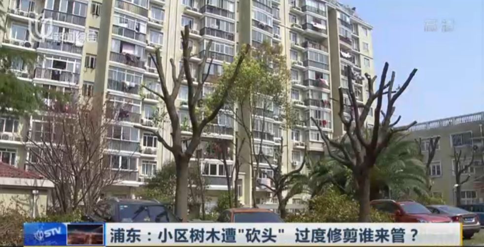 太"秃"然了!上海这个小区的树被一夜"剃头"!