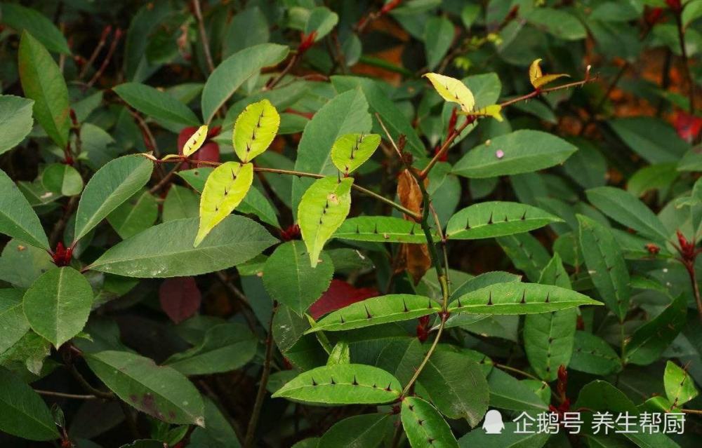 两面针,叶子,解毒,宾馆,牙膏