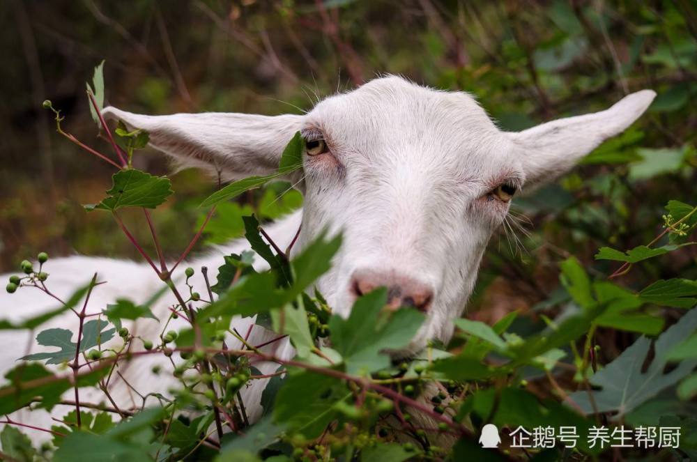 农村叫它"羊不食",也叫两面针,治疗牙疼胃痛,一直以为