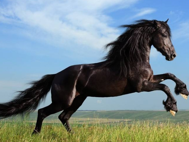 情感测试:选一匹跑起来最帅的马,测今生你能富贵吗