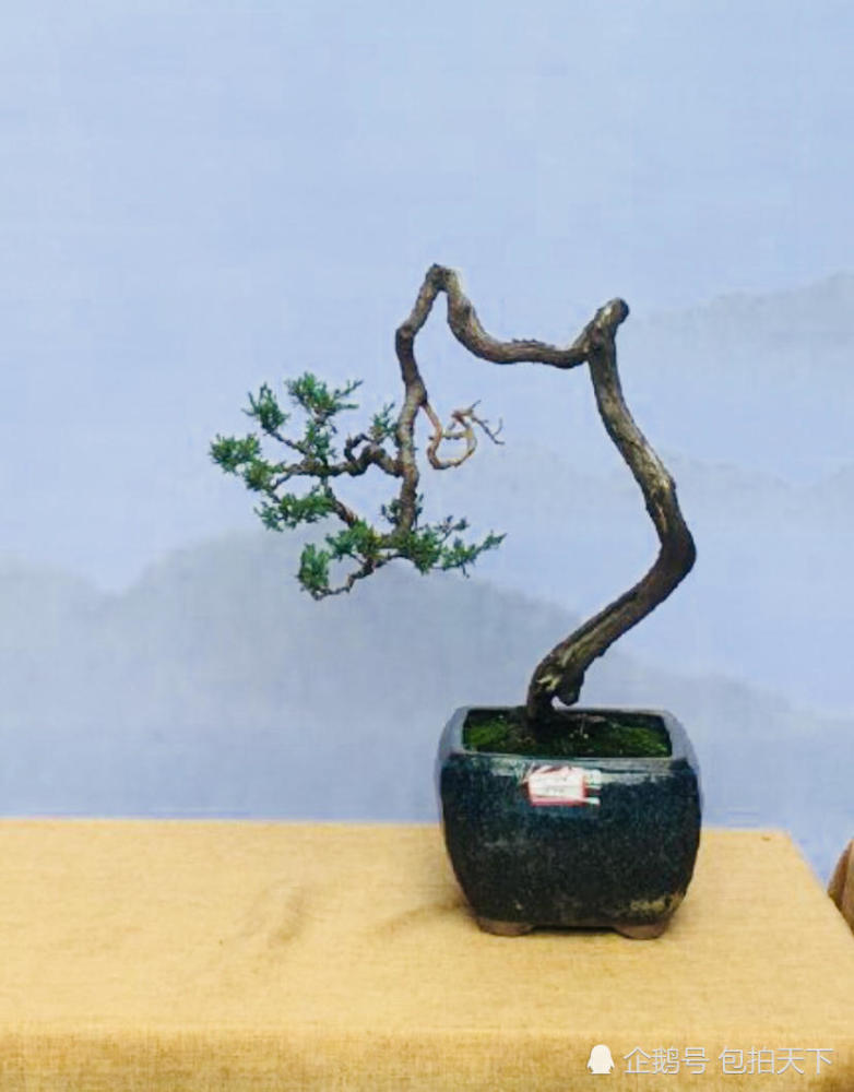 盆景欣赏:盆景作品实拍 枝繁叶茂造型独特更有一番艺术魅力