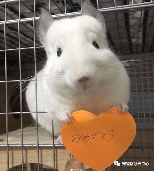 龙猫梳毛毛,露出蜜汁微笑,网友心动这是什么绝