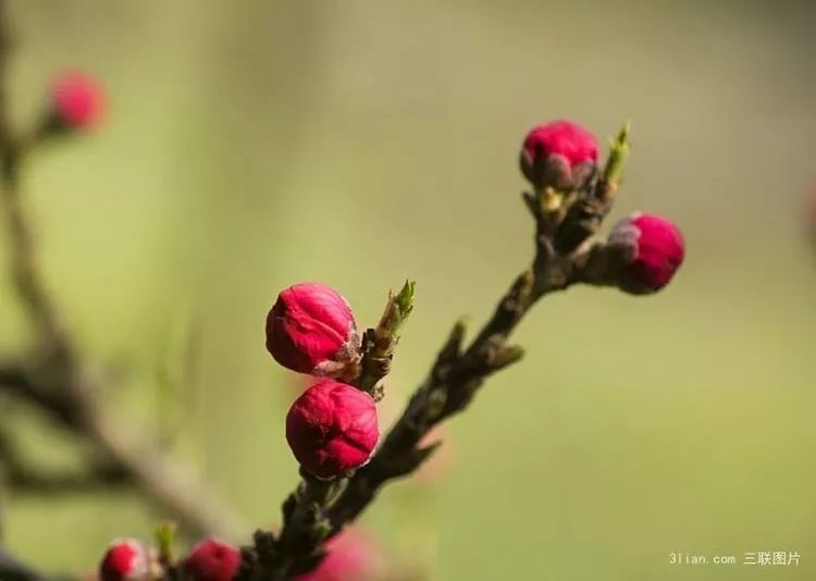 莱阳赭埠桃花节!