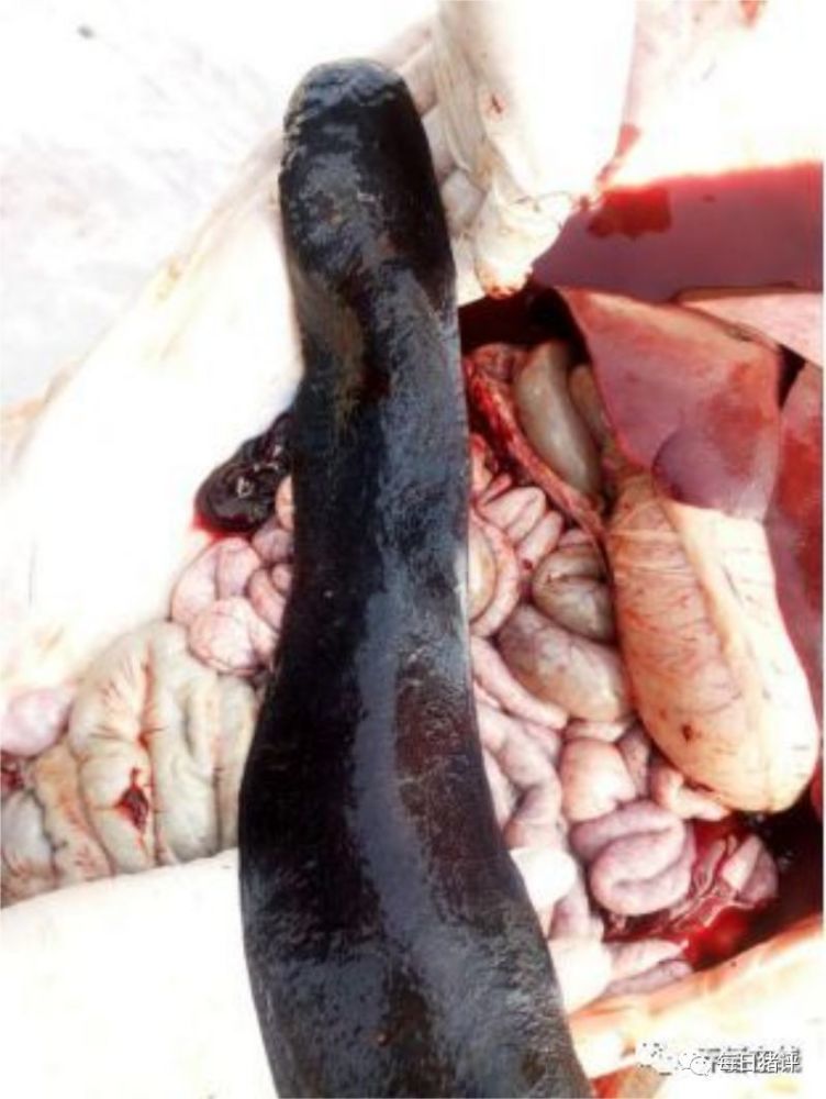 3. 针孔血流不止,或拉血 三,疑似非洲猪瘟的剖检症状 1.