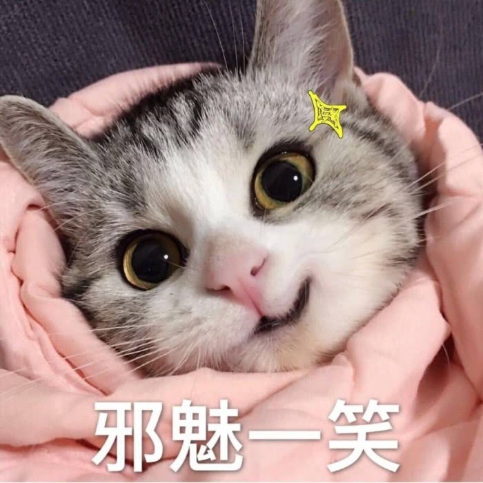 超奈斯"绿色"小奶猫表情包火了:你送我的帽子,我有些不喜欢!