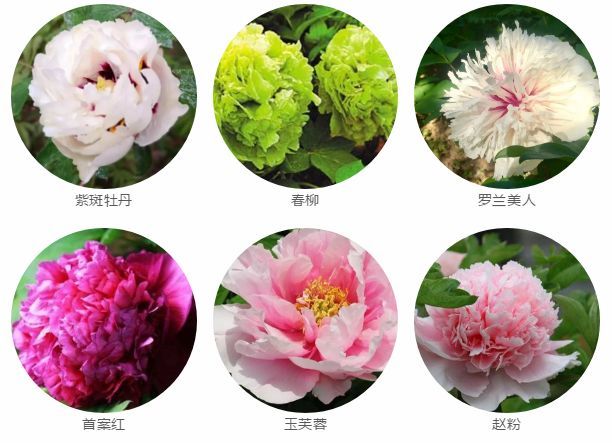 东坡新貌 游园赏花迷人眼 此次展出牡丹涵盖九大色系 十种花型,70余个