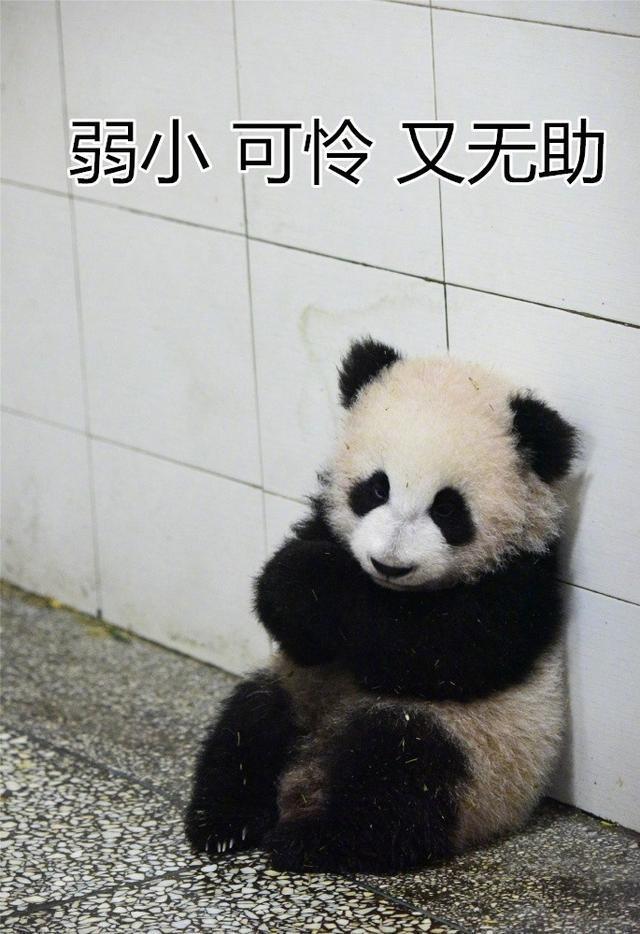 国宝熊猫表情包:憨态可掬出自然,黑白分明不混淆