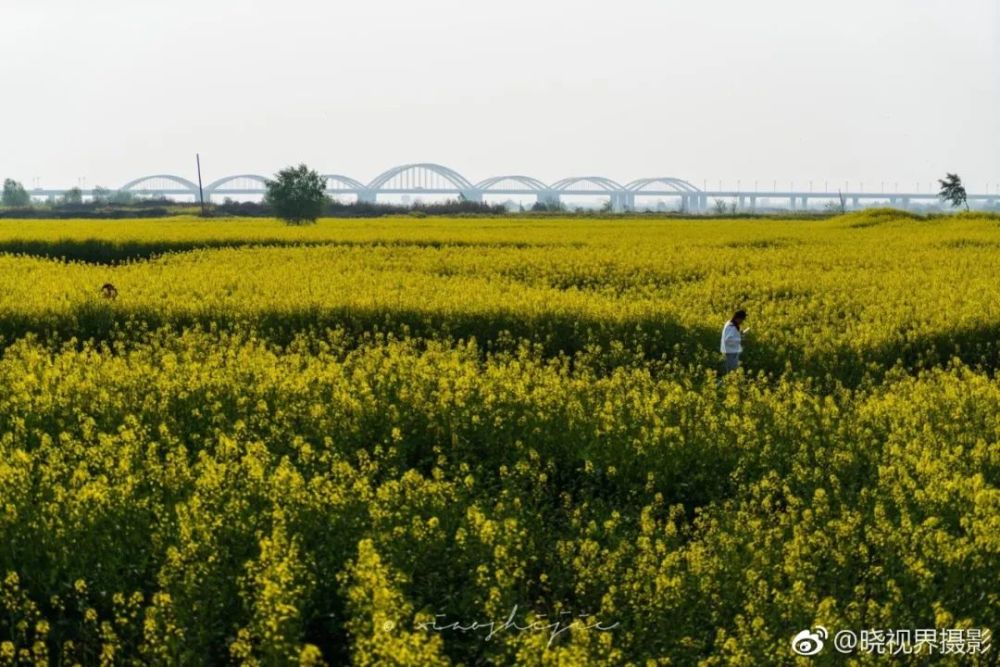 临潼渭河滩地油菜花开了!观赏地点已曝光!